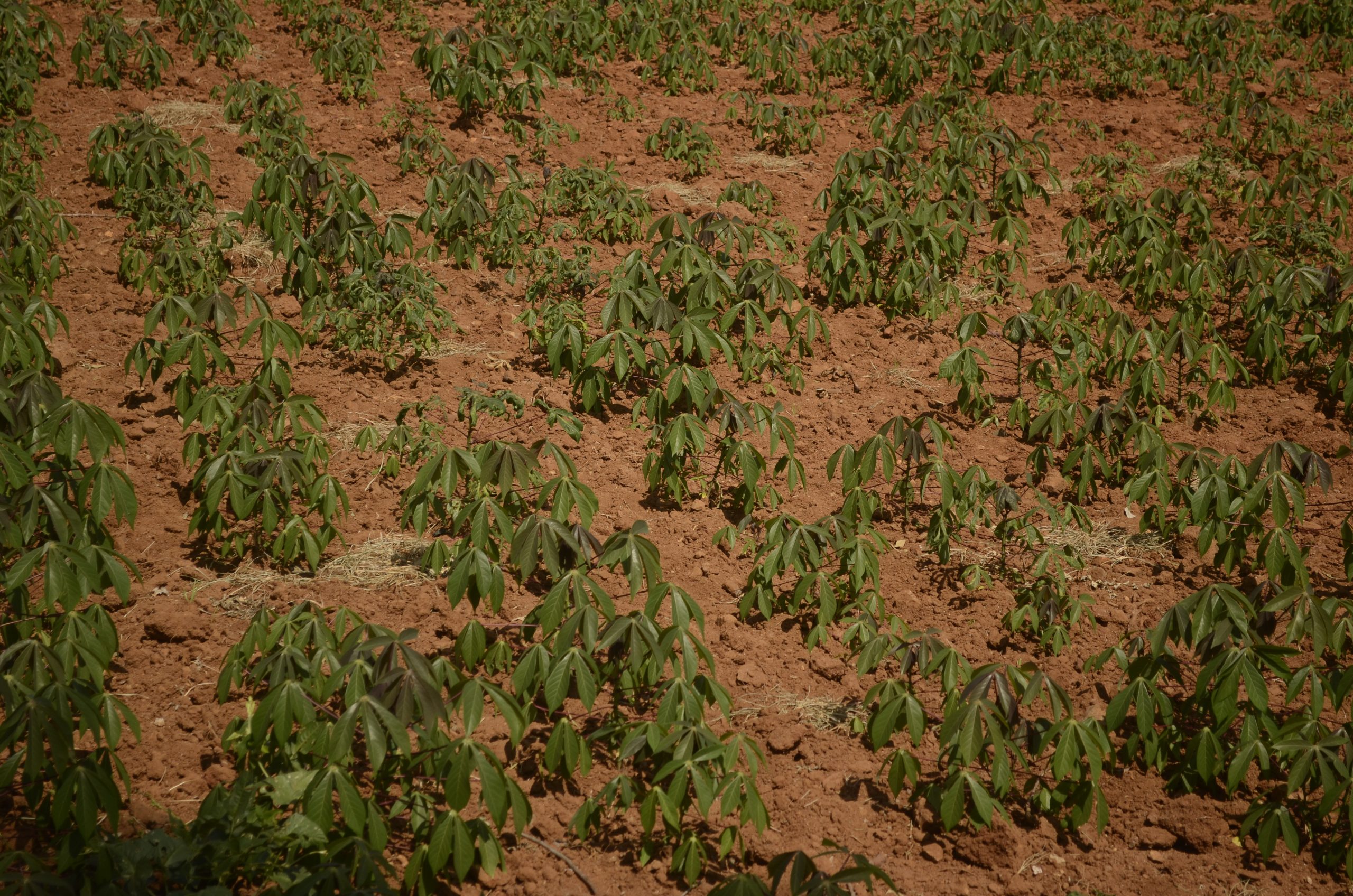 Cassava plantation field in Indonesia