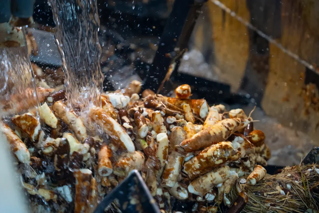 PT Sari Agro Manunggal Cassava Washing Process